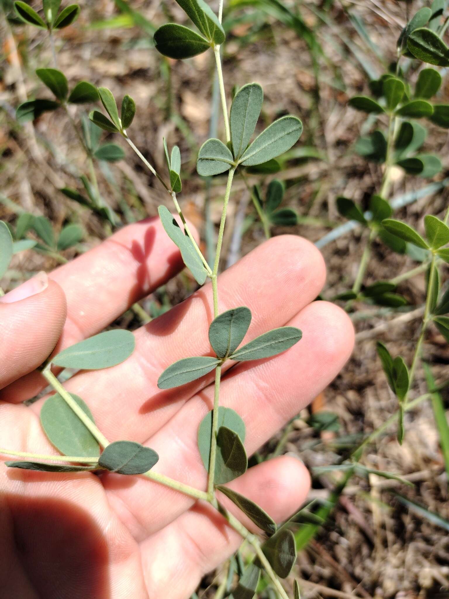 Слика од Baptisia lecontei Torr. & A. Gray