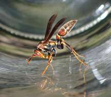 Image of Polistes bahamensis Bequard & Salt 1931