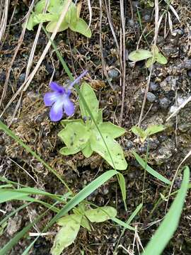 Image of Pinguicula mundi G. Blanca, M. Jamilena, M. Ruiz-Rejan & R. Zamora