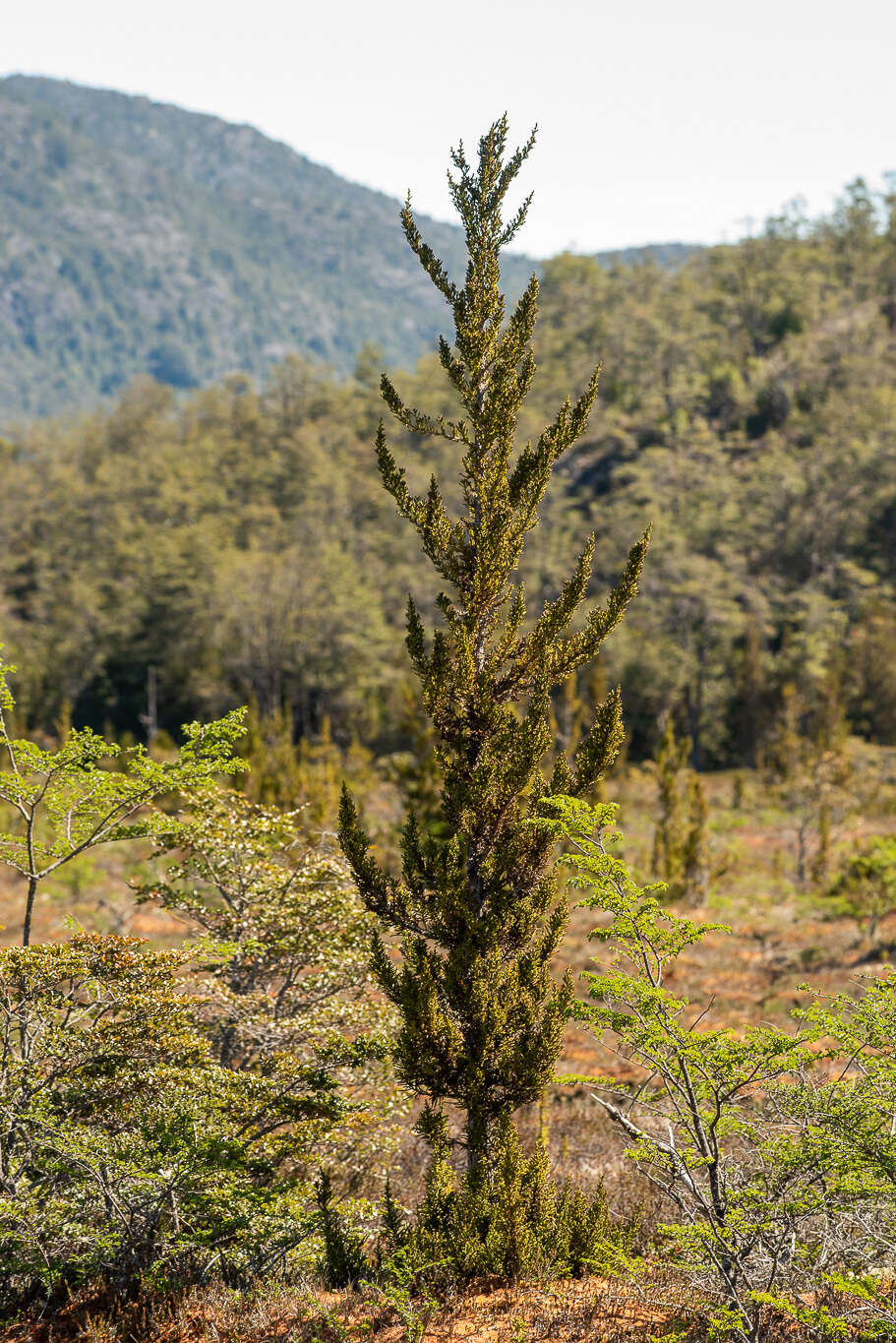 Image of Guaitecas Cypress