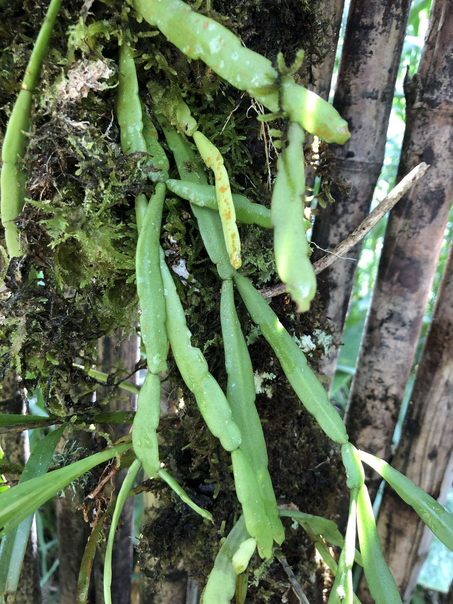 Image of Rhipsalis micrantha DC.