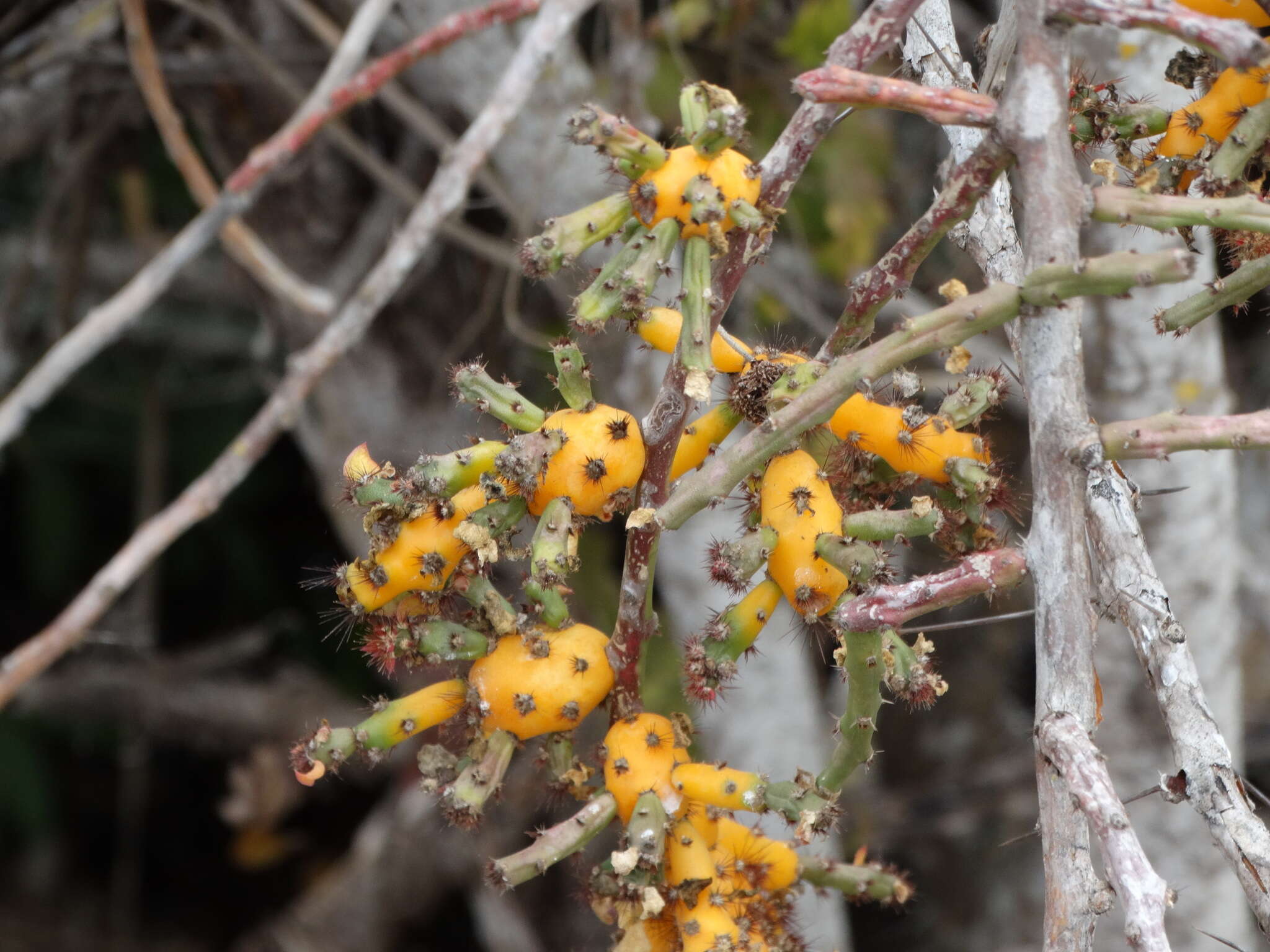 Image of Pereskiopsis porteri (Brandegee ex F. A. C. Weber) Britton & Rose