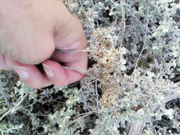 Image of Helichrysum pandurifolium Schrenk