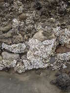 Image of Blue Tube Worm