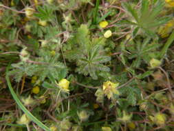 Image of Potentilla heptaphylla L.