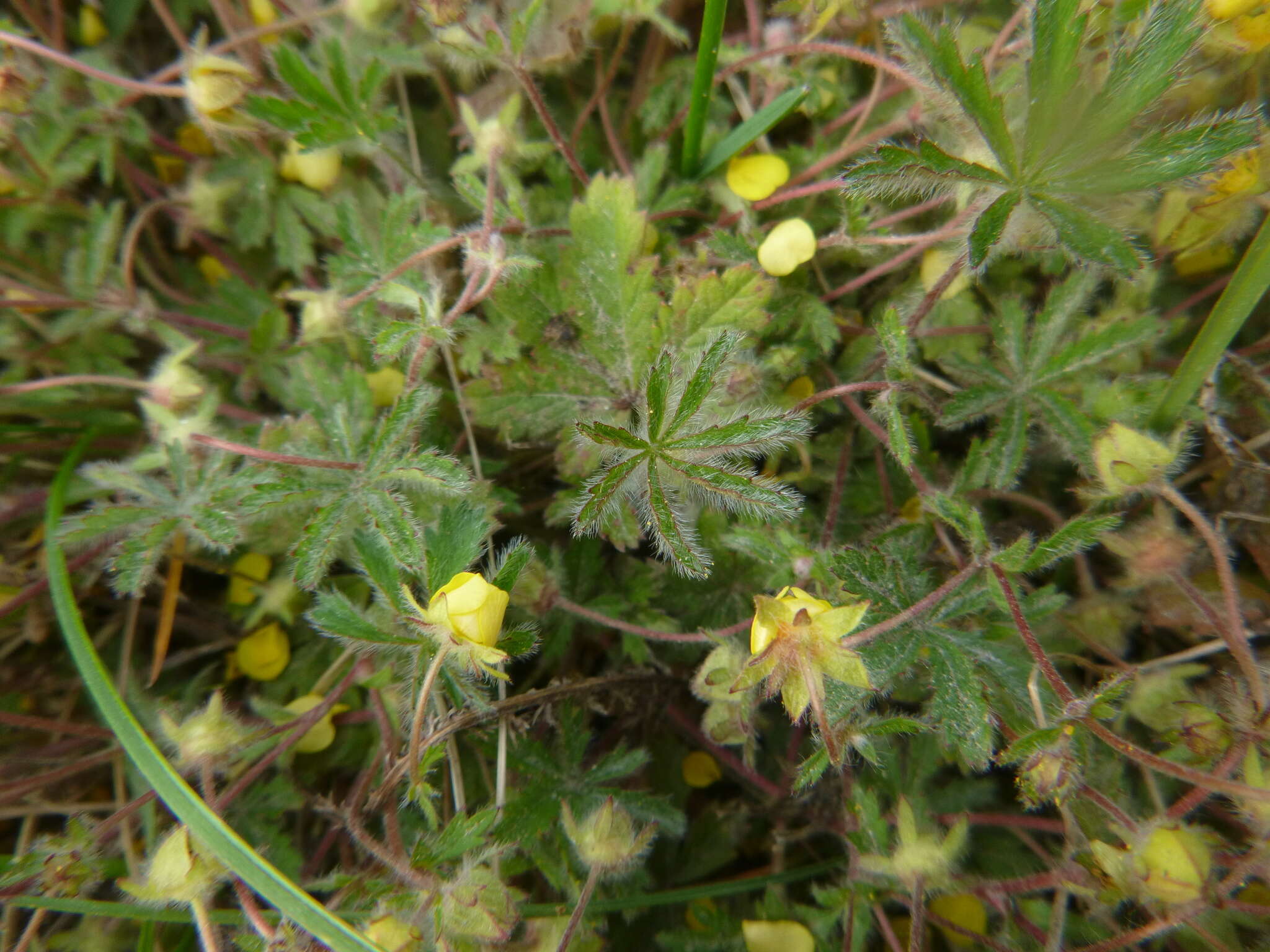 Image of Potentilla heptaphylla L.