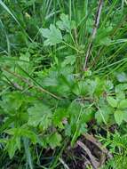 Image of hairystem gooseberry