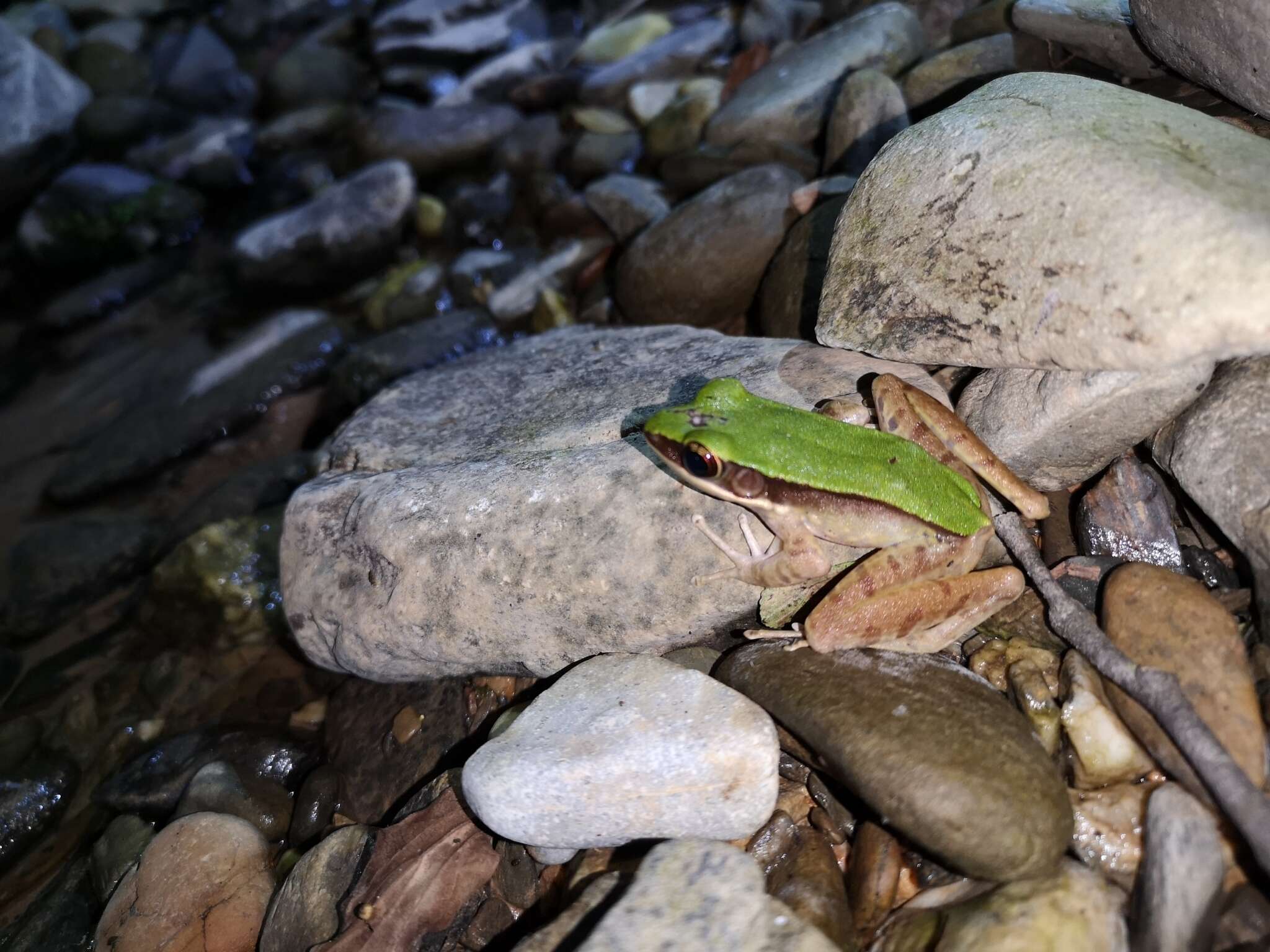 Image of large odorous frog