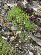 Image of Artemisia morrisonensis Hayata