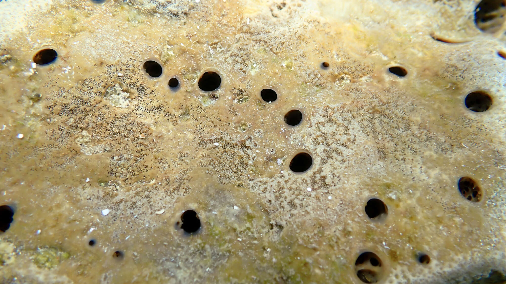 Image of stinker sponge