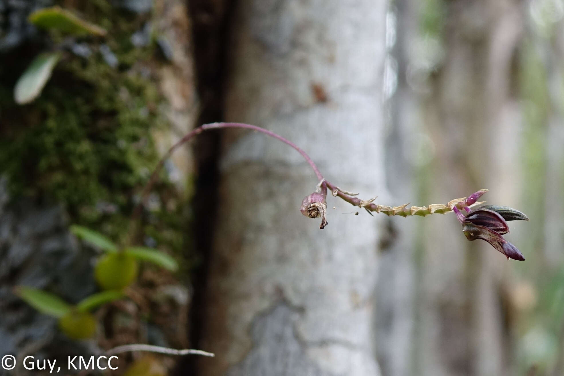 Image de Bulbophyllum minutum Thouars