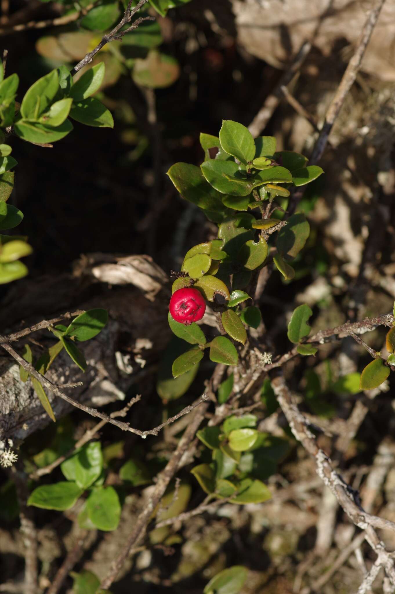 Image of Rhoiacarpos capensis (Harv.) A. DC.