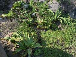 Image of Crinum asiaticum var. sinicum (Roxb. ex Herb.) Baker