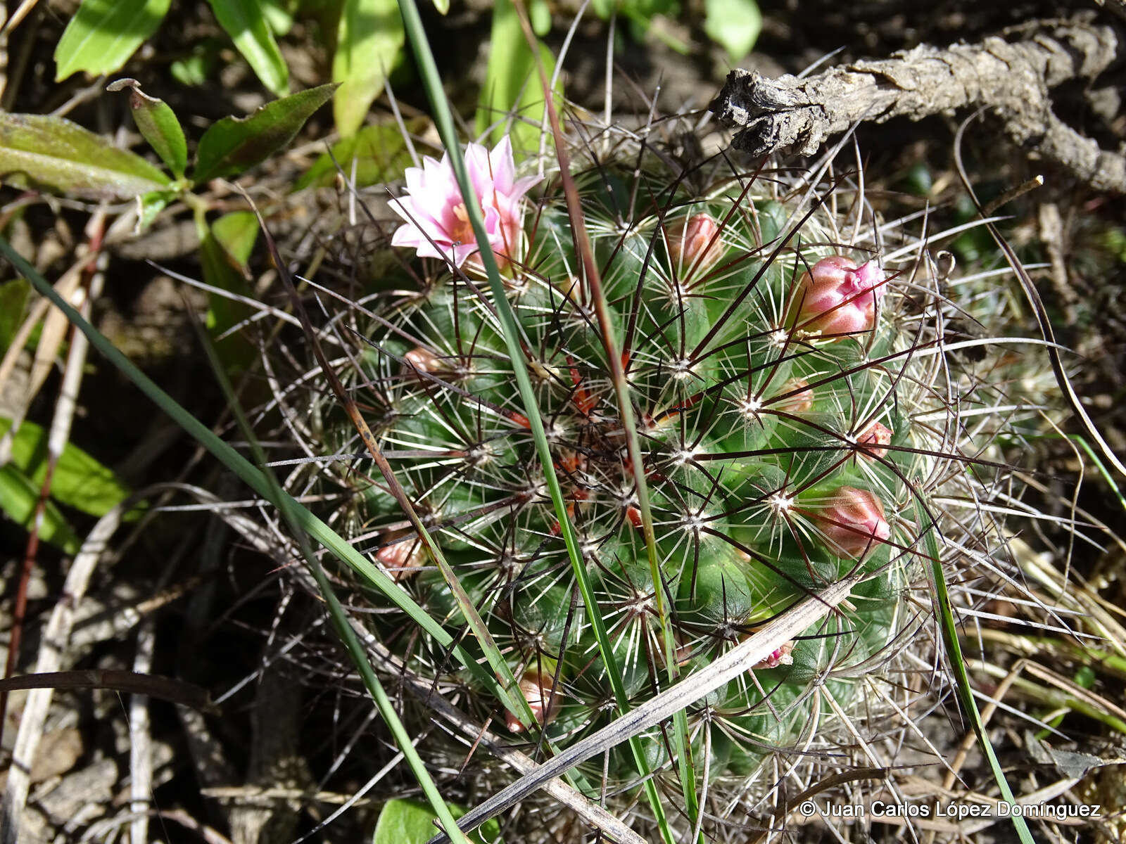 Image de Mammillaria discolor Haw.