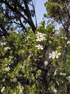 Image of Leptospermum grandiflorum Lodd.