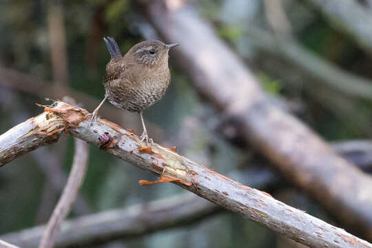 Image of Pacific Wren