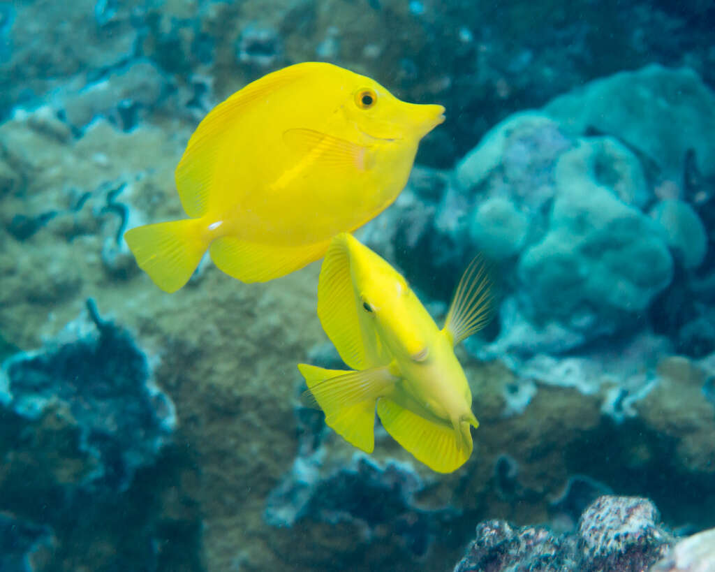 Image of Lemon Sailfin