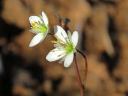 Image de Heliophila crithmifolia Willd.