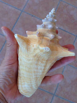 Image of Pink Conch