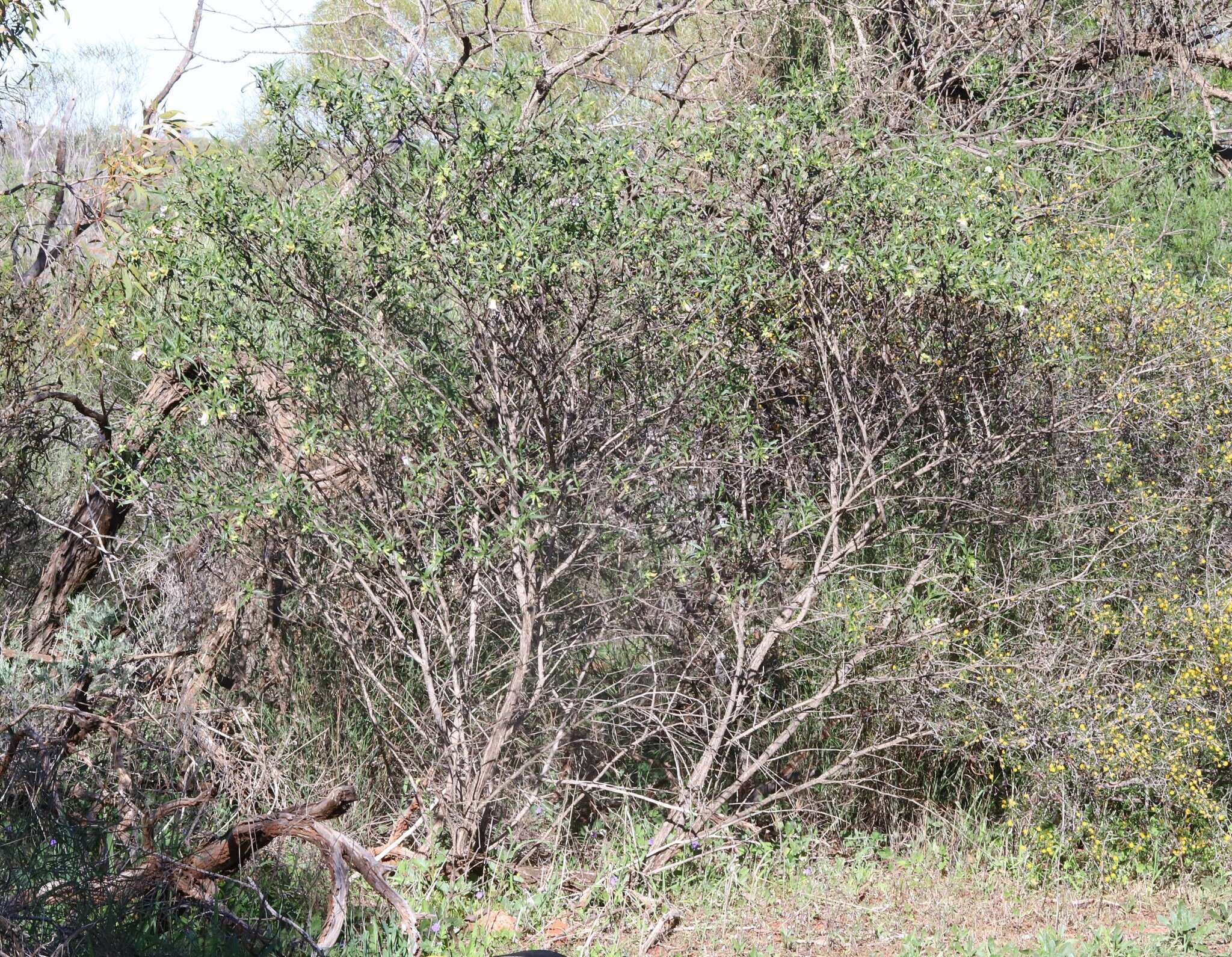 Image of Eremophila clarkei Oldfield & F. Muell.