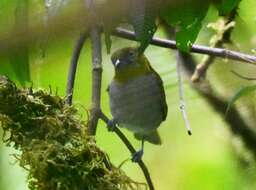 Image of Yellow-throated Bush Tanager