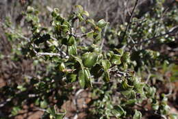 Image of Ceanothus foliosus var. viejasensis D. O. Burge & Rebman