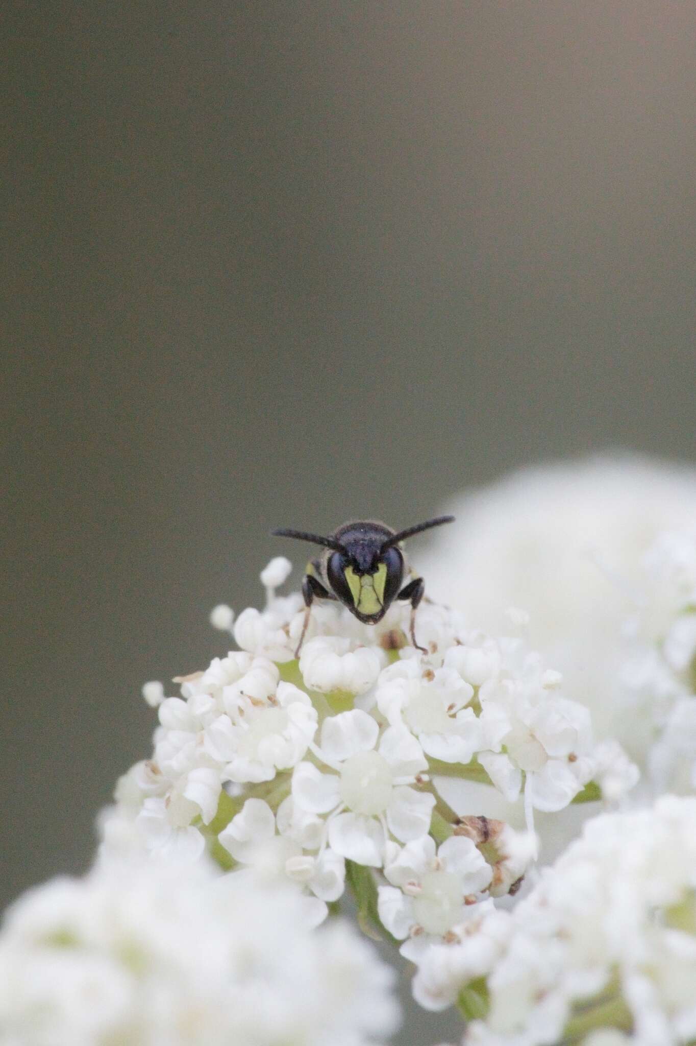 Image of Hylaeus communis Nylander 1852