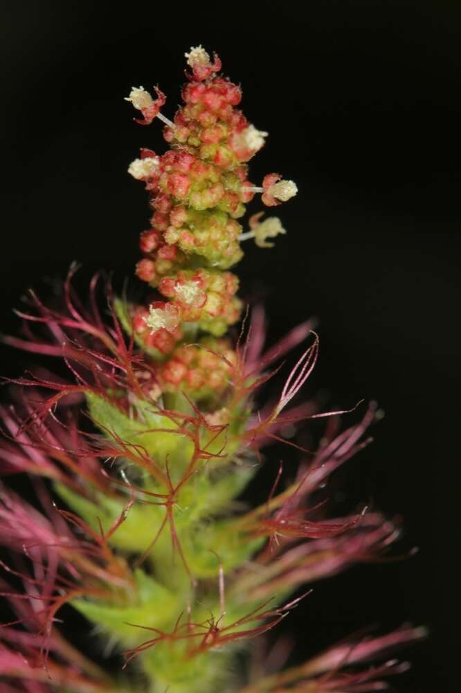 Image de Acalypha phleoides Cav.