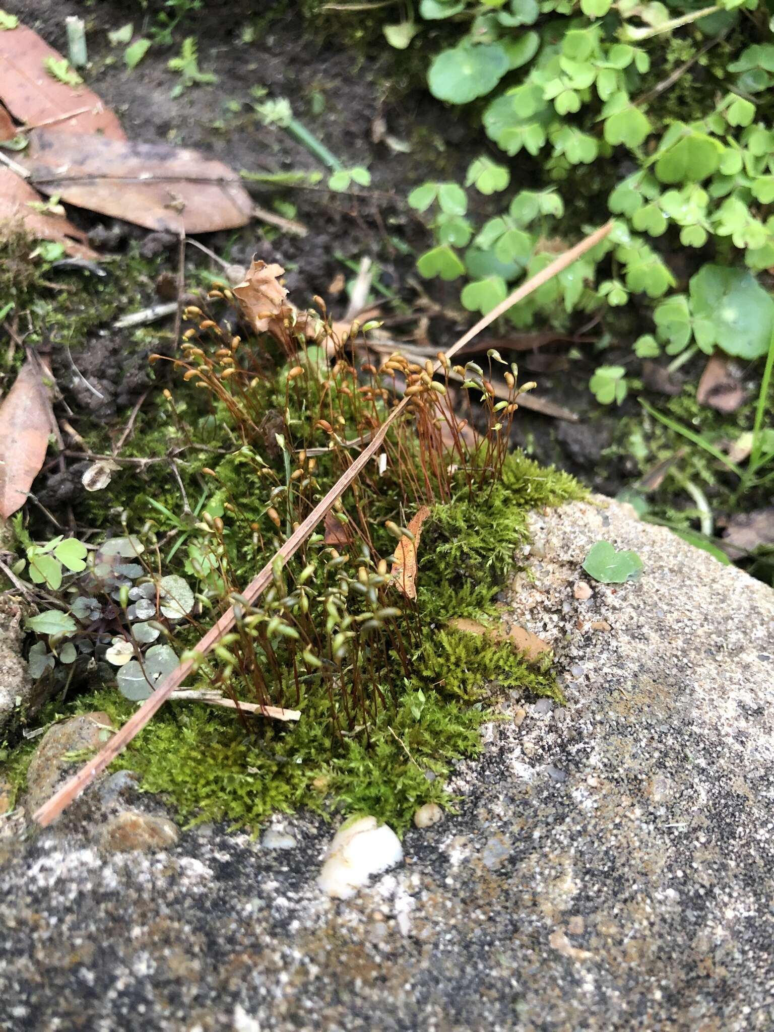 Image of Hygroamblystegium varium (Hedw.) Mönk.