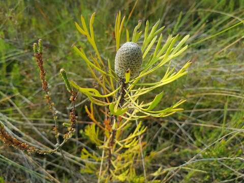 Imagem de Isopogon anemonifolius (Salisb.) Knight