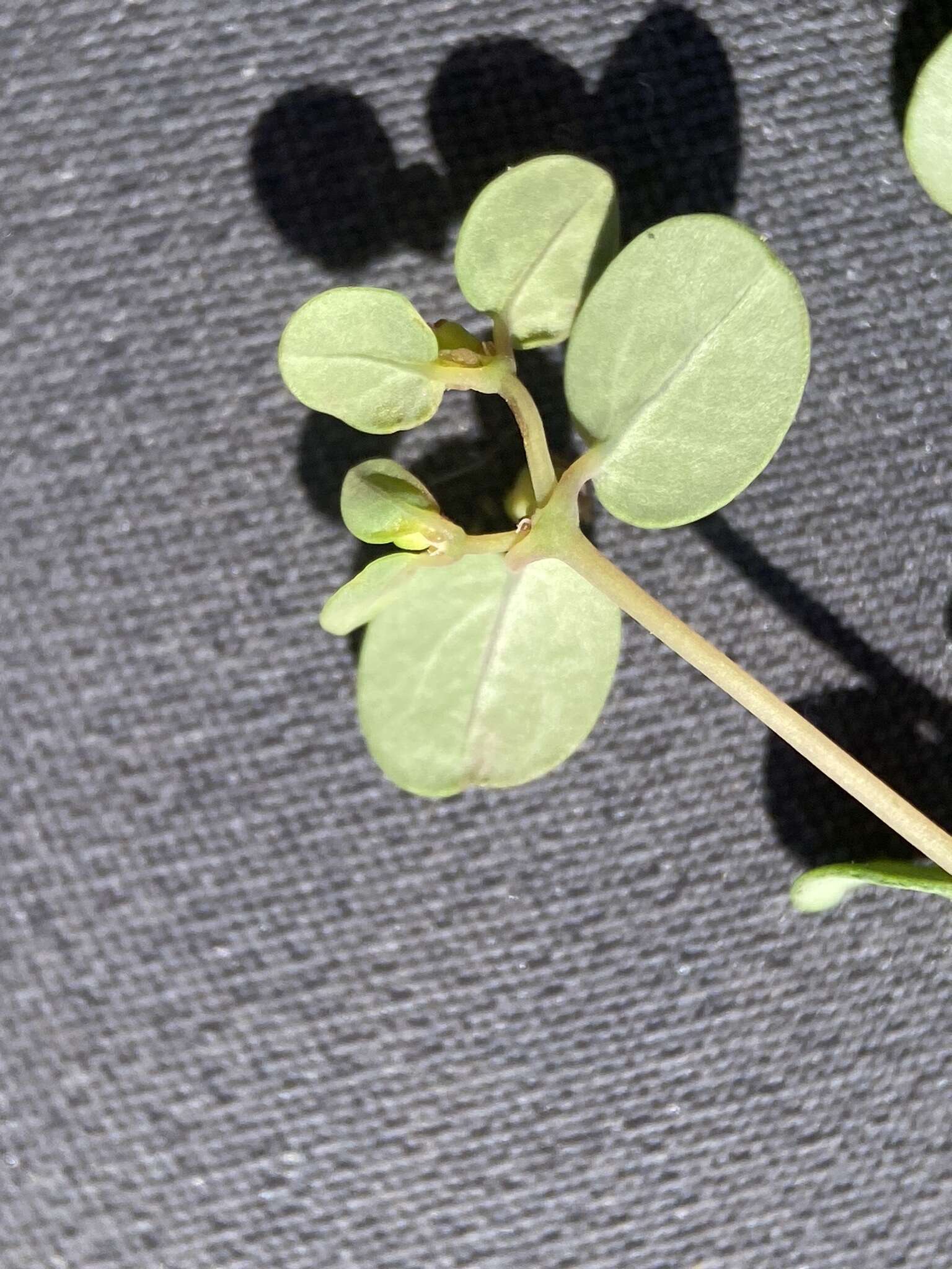 Euphorbia simulans (L. C. Wheeler) Warnock & M. C. Johnst. resmi