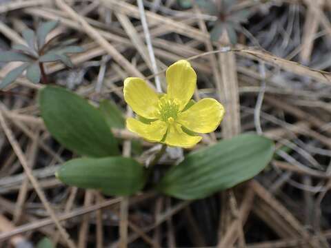 صورة Ranunculus glaberrimus var. ellipticus (Greene) Greene