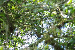 Image of Red-billed Parrot