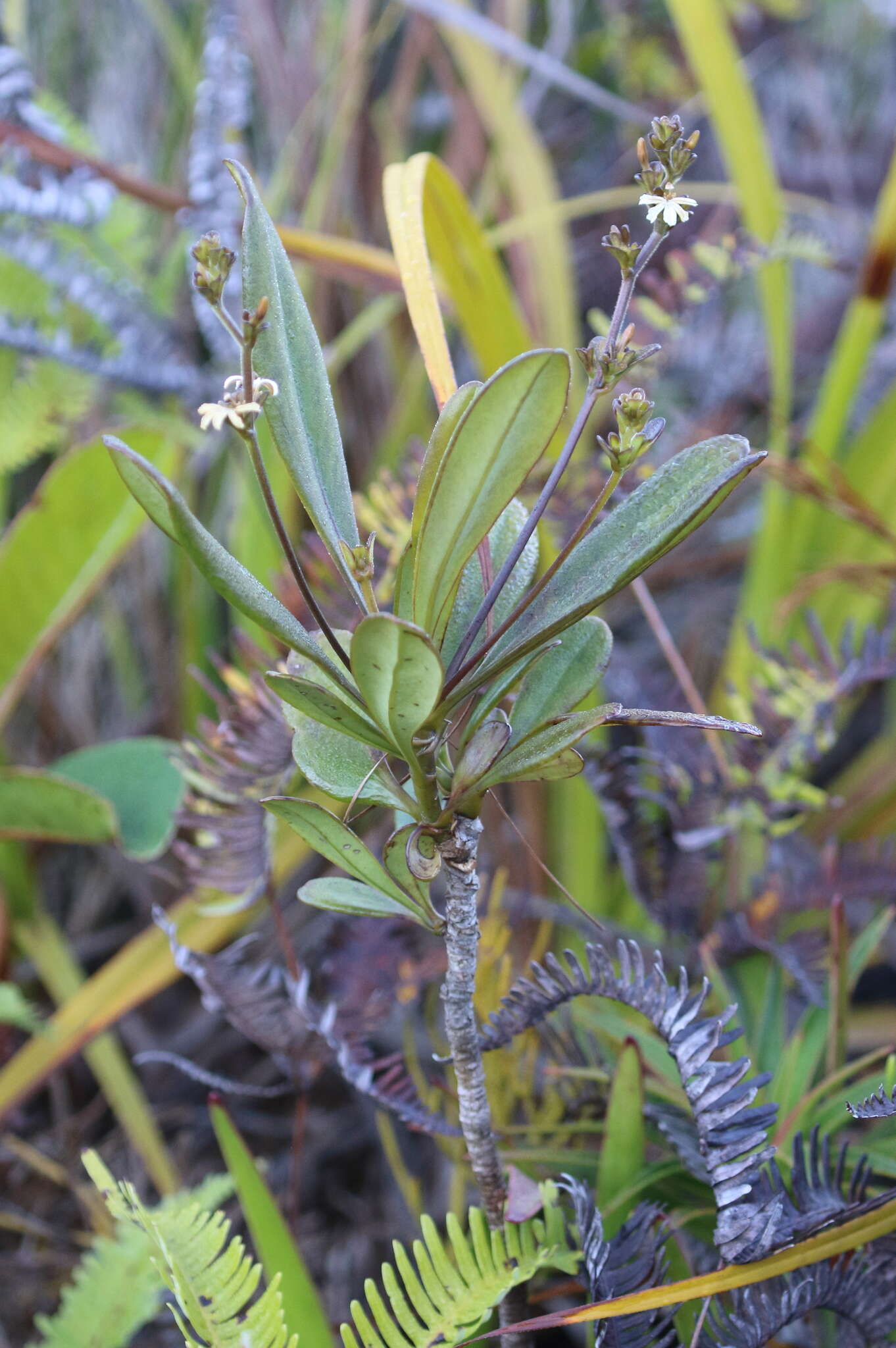 Imagem de Scaevola beckii Zahlbr.