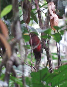 Image of Maroon Woodpecker