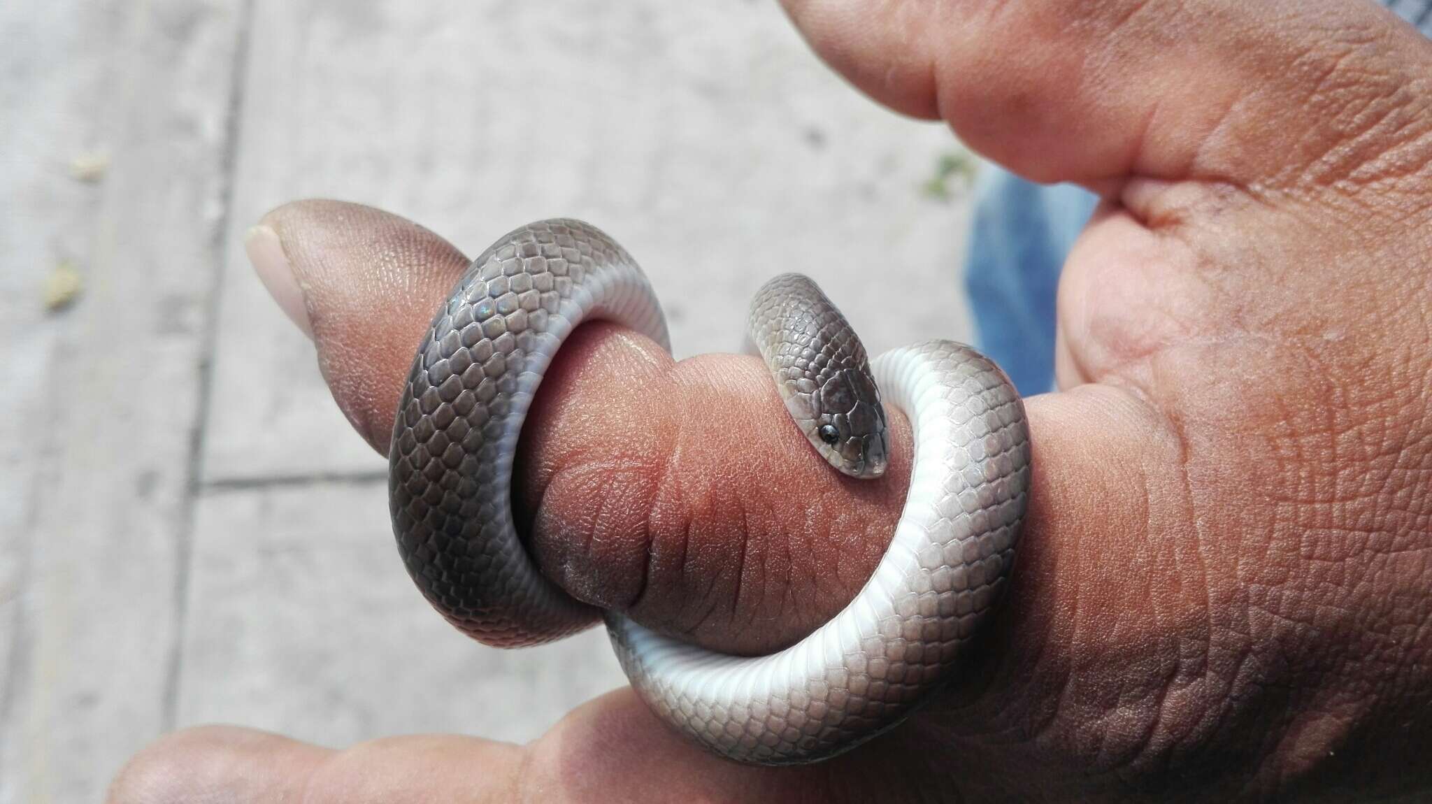 Image of Mexican Hook-nosed Snake