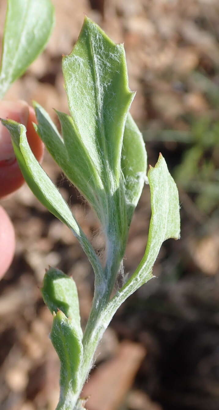 Image of Osteospermum moniliferum subsp. pisiferum (L.) J. C. Manning & Goldblatt