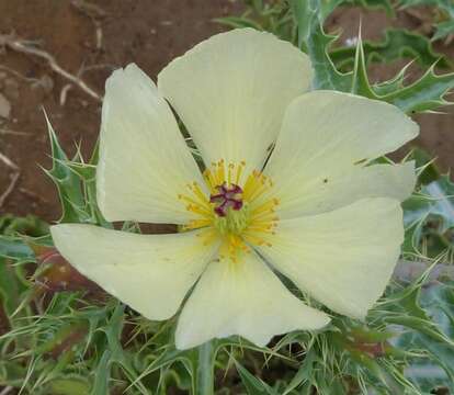 Image of Argemone ochroleuca subsp. ochroleuca