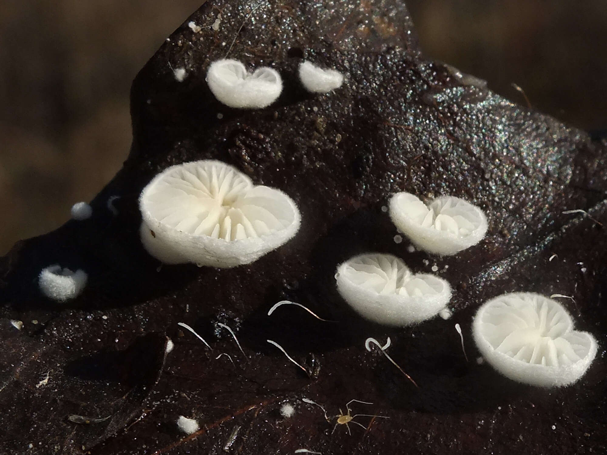 Crepidotus epibryus (Fr.) Quél. 1888 resmi