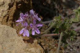 Image of rose scented geranium