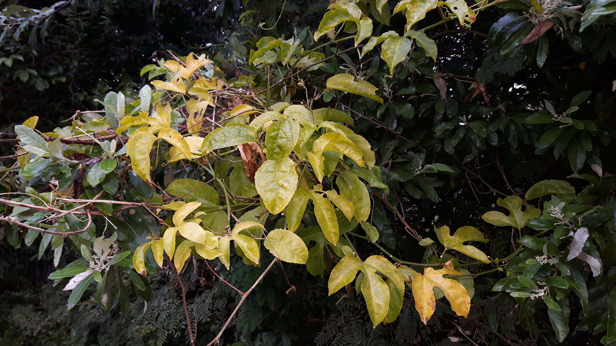 Image of Passion fruit