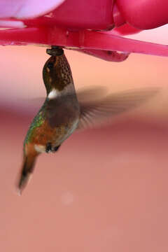 Image of Scintillant Hummingbird