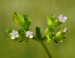 Image of narrow-fruited cornsalad