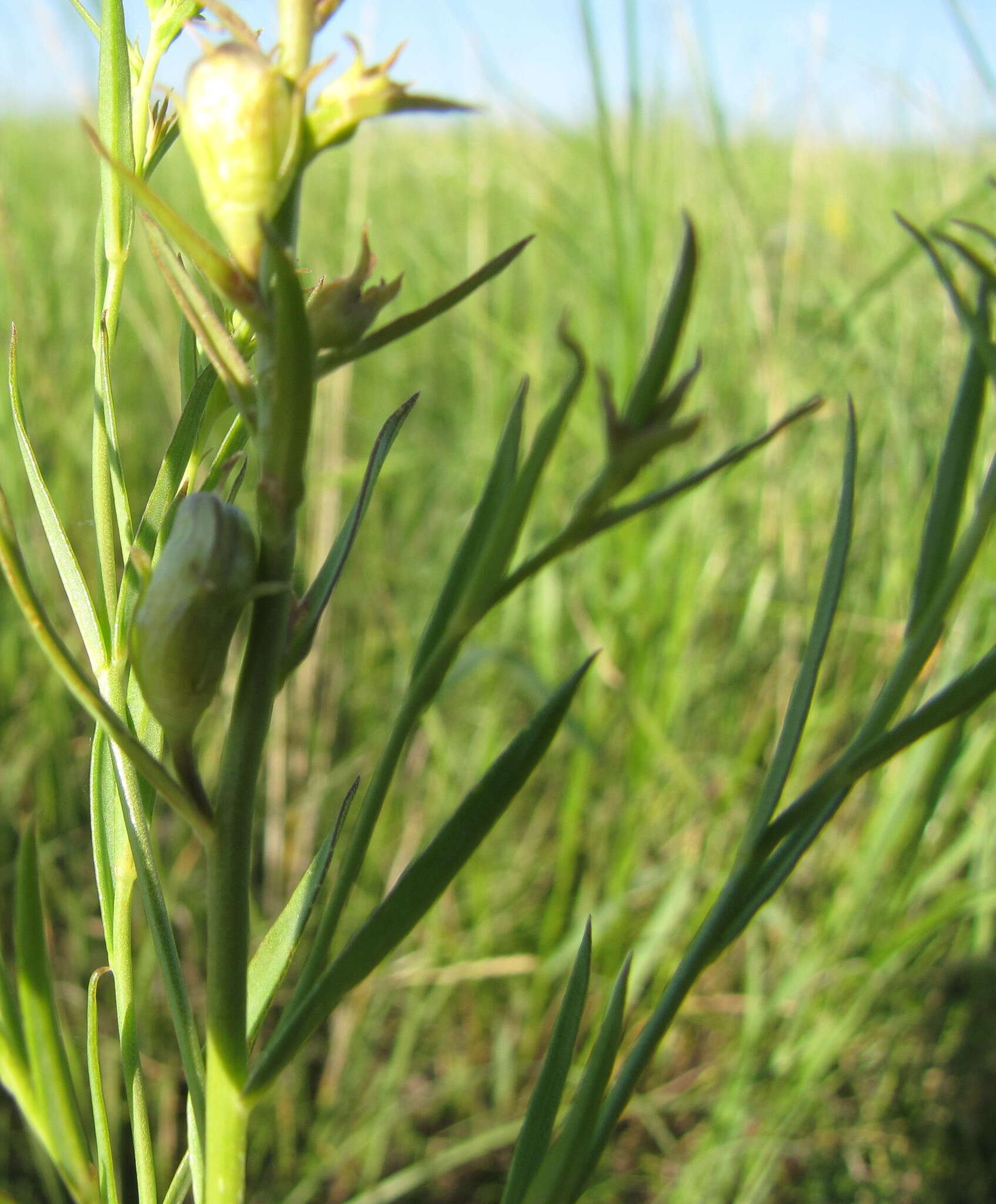 Image of Linaria biebersteinii Besser