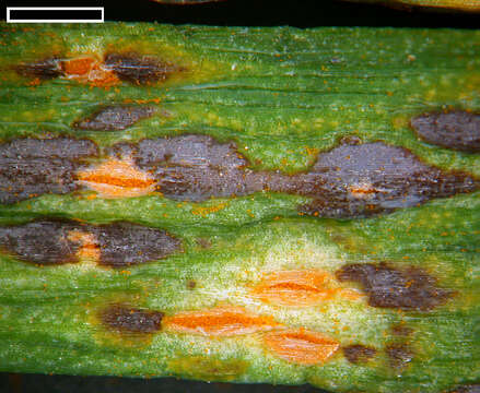 Image of Puccinia porri (Sowerby) G. Winter 1881