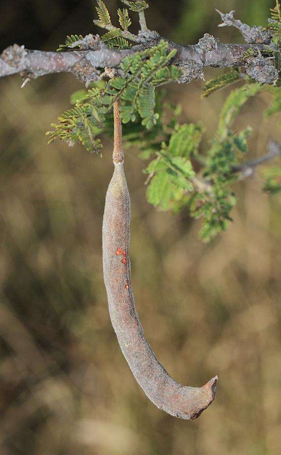 Image of Vachellia gerrardii (Benth.) P. J. H. Hurter