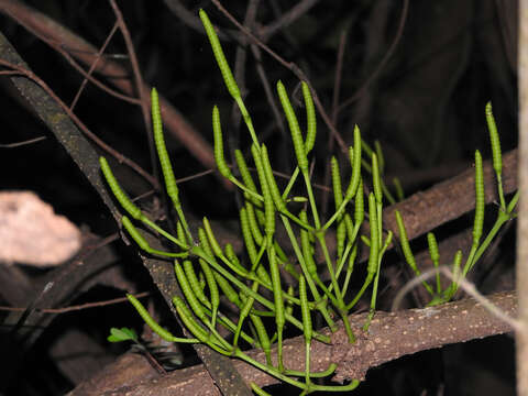 Gnetum luofuense C. Y. Cheng resmi