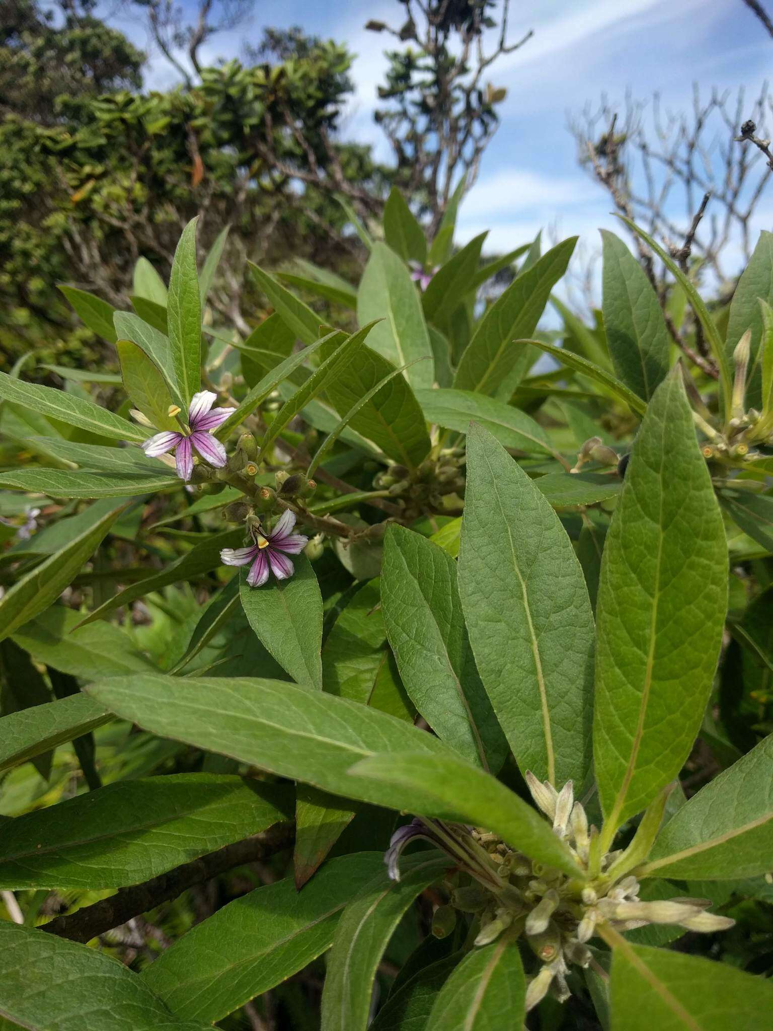 Imagem de Scaevola mollis Hook. & Arn.