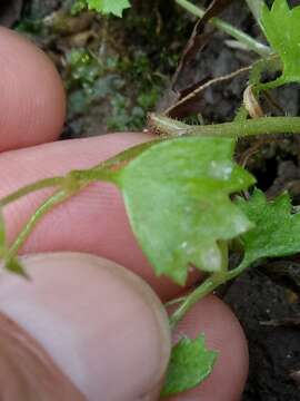 Plancia ëd Saxifraga cymbalaria subsp. cymbalaria