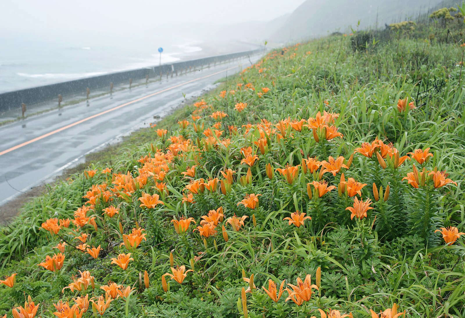 Image of Lilium maculatum Thunb.